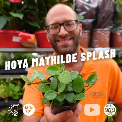 Hoya Mathilde Splash, Fiore di Cera (incrocio fra Hoya serpens e Hoya carnosa spp) - vaso Ø10 cm Hoya Mathilde Splash, Fiore di Cera (incrocio fra Hoya serpens e Hoya carnosa spp) - vaso Ø10 cm