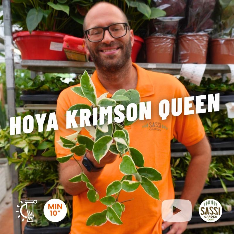 Hoya carnosa &#39;Krimson Queen&#39;, Fiore di Cera - vaso Ø10 cm