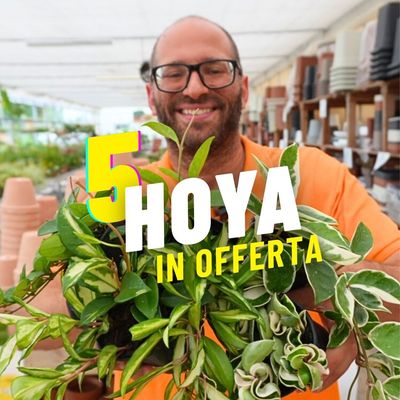 5 HOYA IN OFFERTA