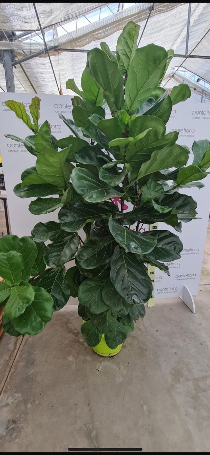 Ficus Lyrata - vaso Ø40 cm