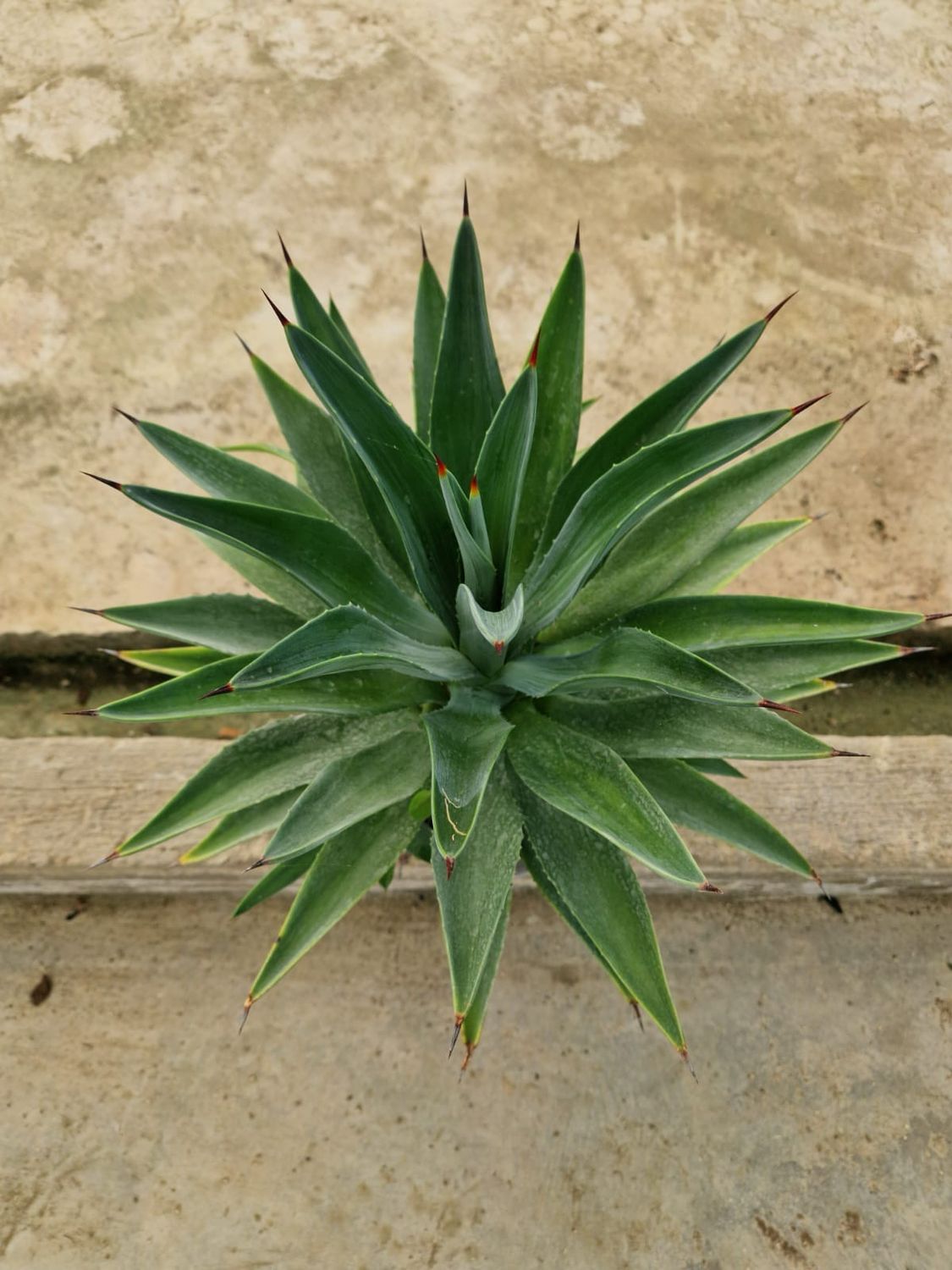 Agave desmettiana , Agave liscia - vaso Ø 21