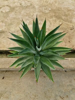 Agave desmettiana , Agave liscia - vaso Ø 21
