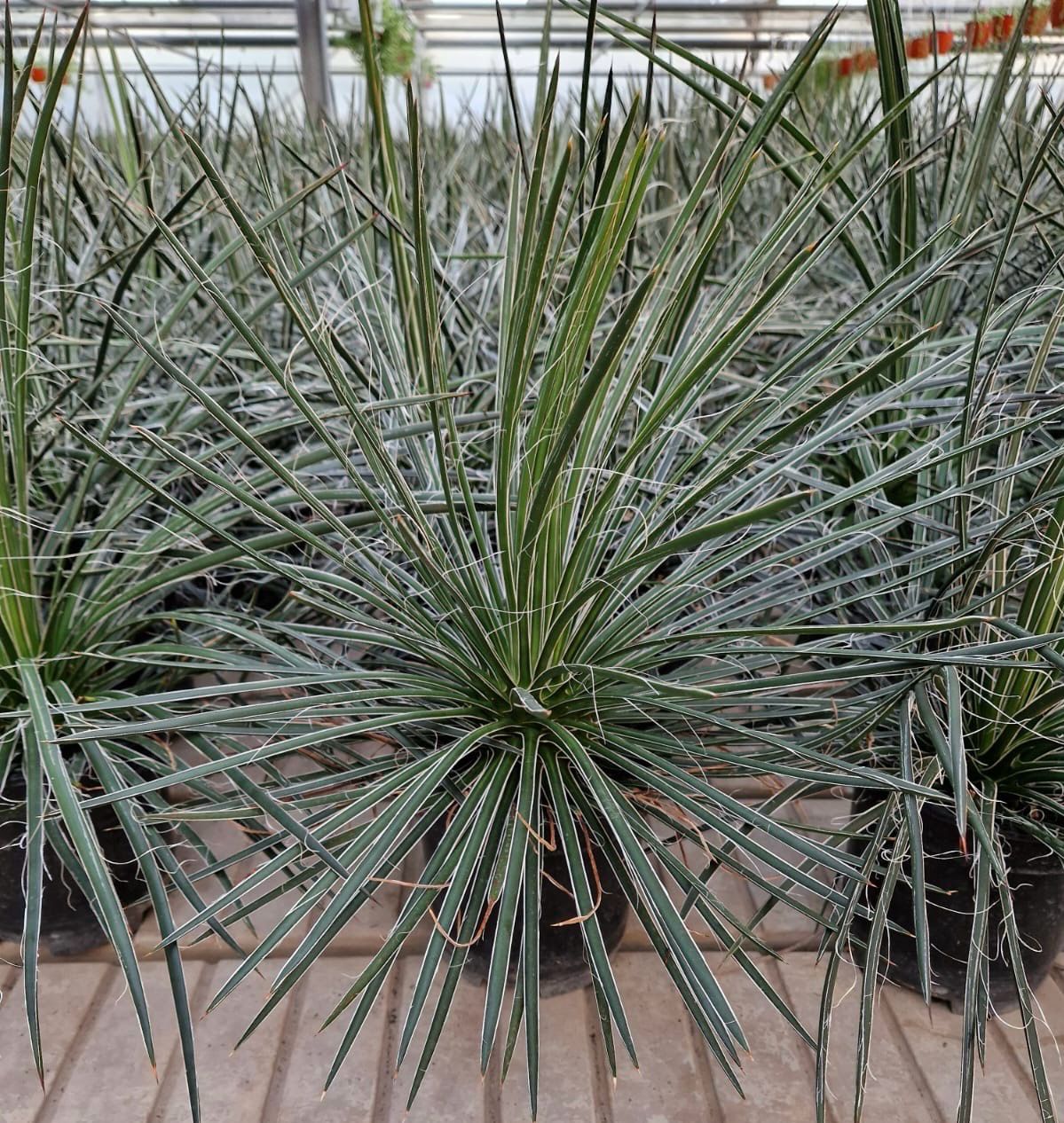 Agave Filifera - vaso Ø17 cm