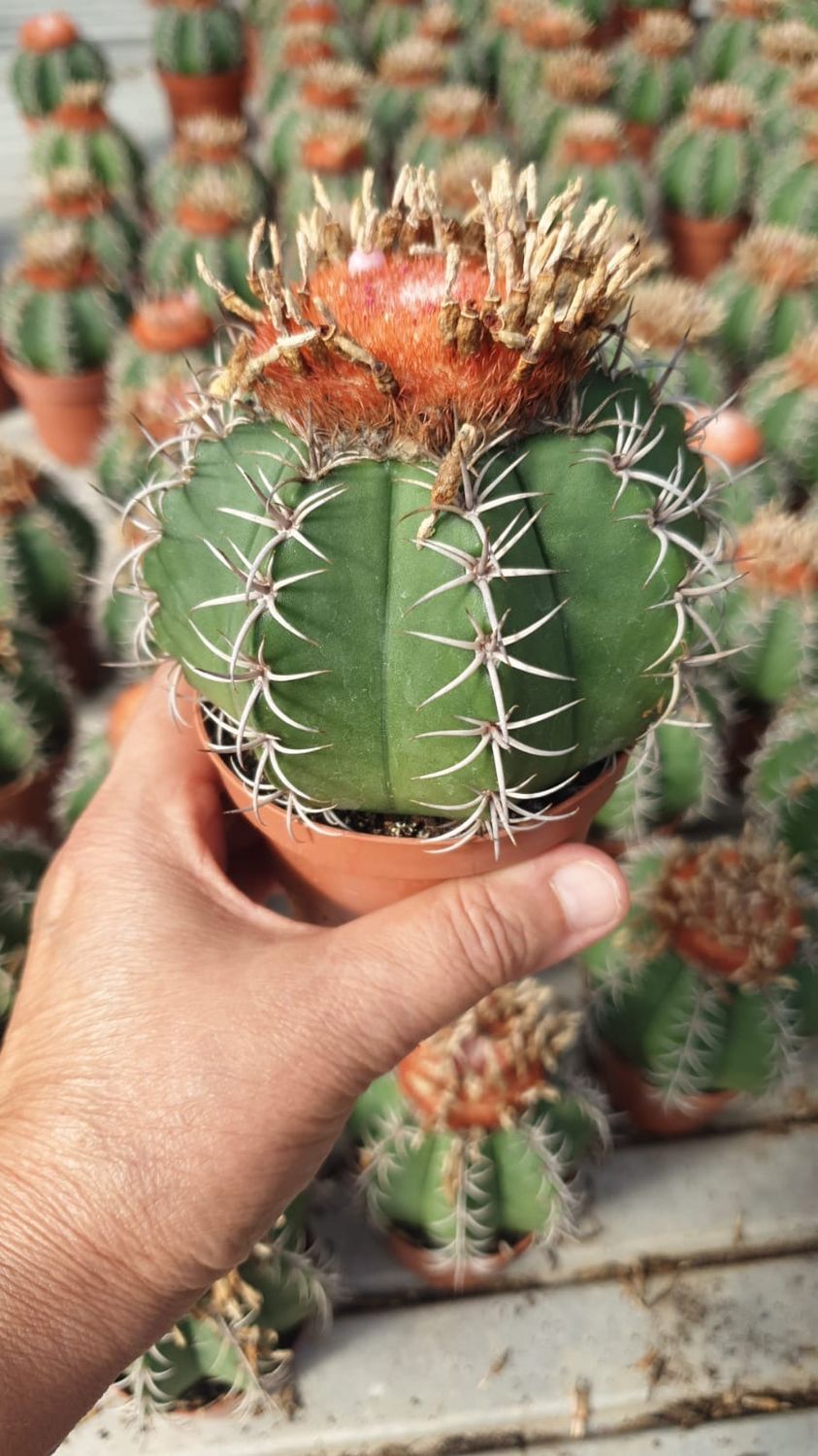 Melocactus Matanzanus - vaso Ø8,5 cm