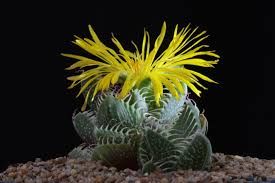 Faucaria , Aizoaceae - vaso Ø5.5 cm