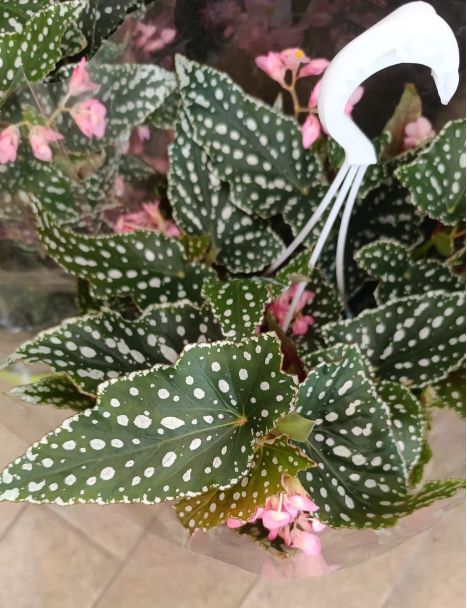 Begonia Albopicta - Basket Ø20 cm