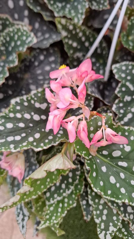 Begonia Albopicta - Basket Ø20 cm