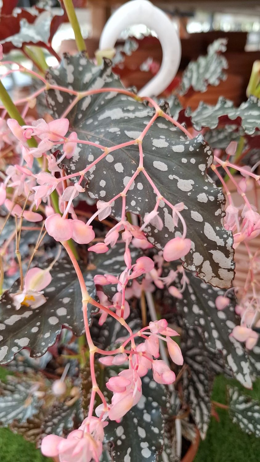 Begonia Spotlight Dark - Basket Ø20
