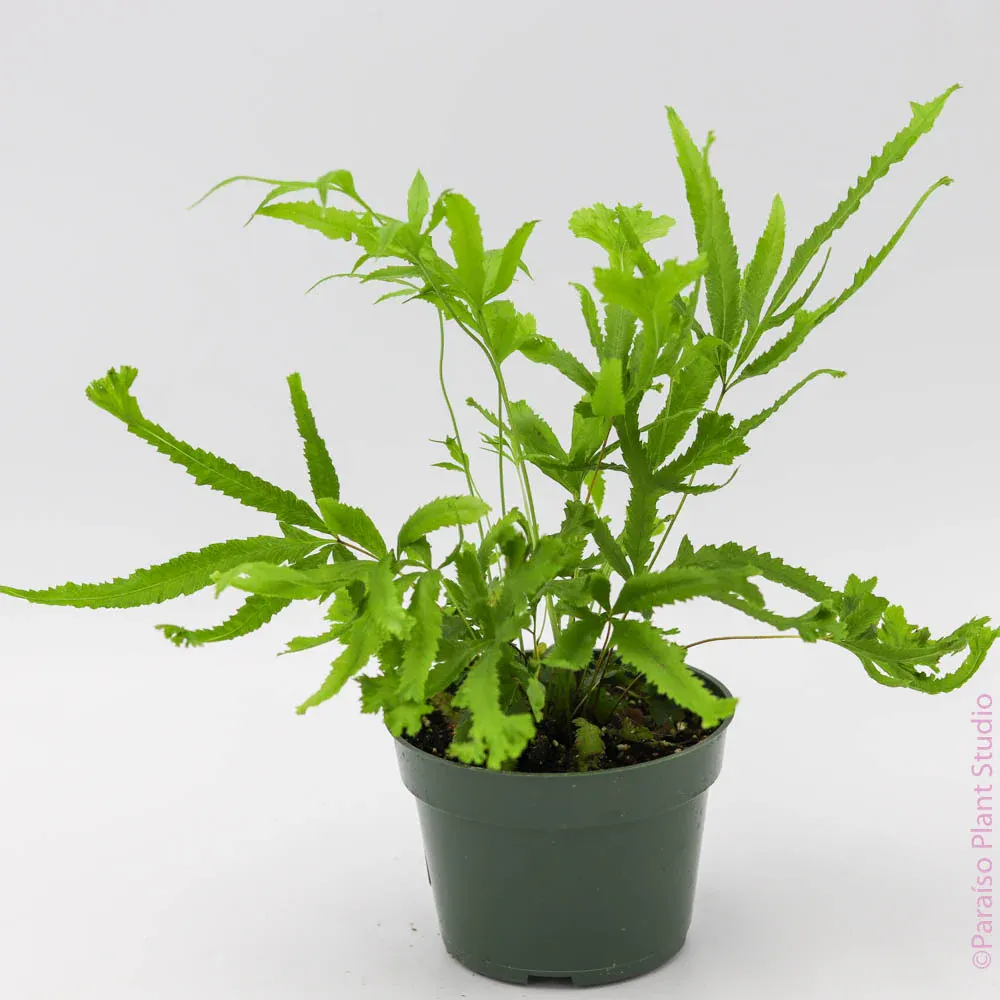Pteris cretica &#39; Rower i&#39; - felce cretese- vaso Ø7 cm