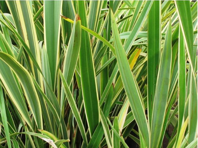 Phormium tenax variegato, Lino della Nuova Zelanda - vaso Ø17 cm