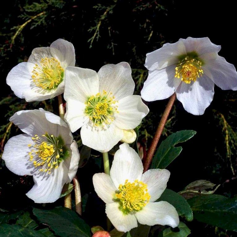 Helleborus Niger  &#39;Advent star&#39;, Helleboro, Elleboro, Rosa di Natale - vaso Ø13 cm