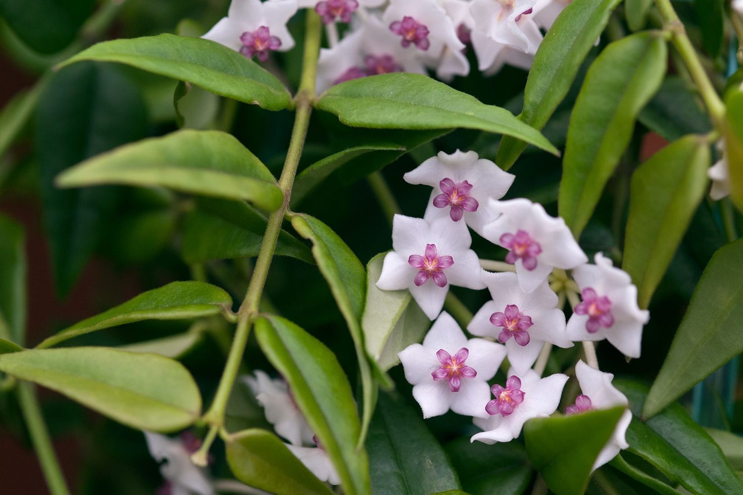 Hoya Bella Lanceolata, Fiore di Cera - vaso Ø12 cm