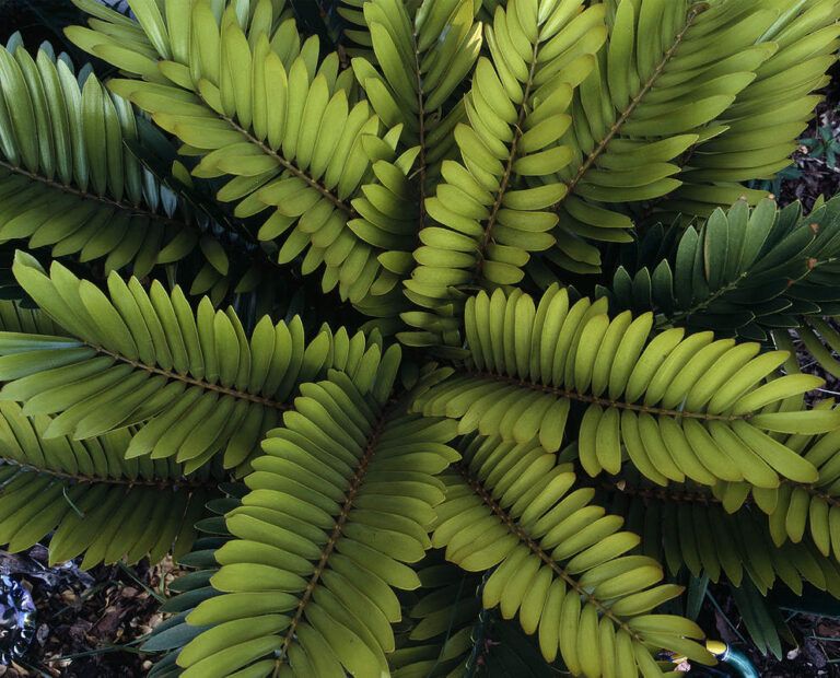 Zamia Furfuracea, zamia messicana - vaso Ø9 cm