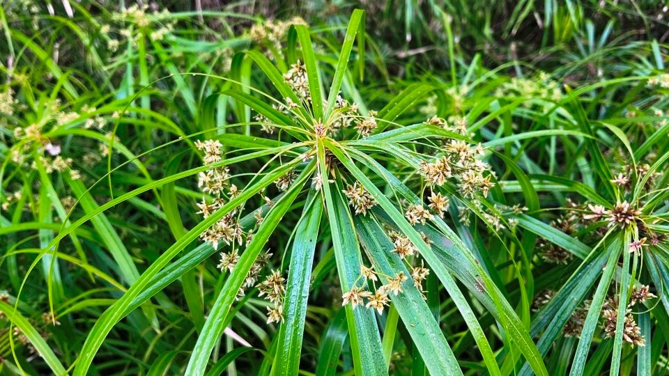 Cyperus alternifolius, Papiro nano - vaso Ø19 cm