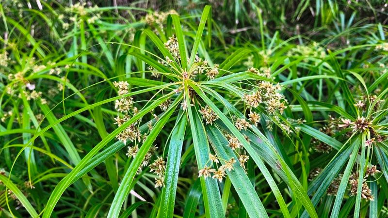 Cyperus alternifolius, Papiro nano - vaso Ø19 cm