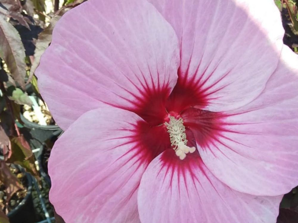 Ibisco Palustre, Hibiscus moscheutos &#39;Jolly heart&#39; - vaso Ø17 cm