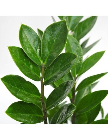 Zamioculcas zamiifolia, gemma di Zanzibar - vaso Ø5 cm