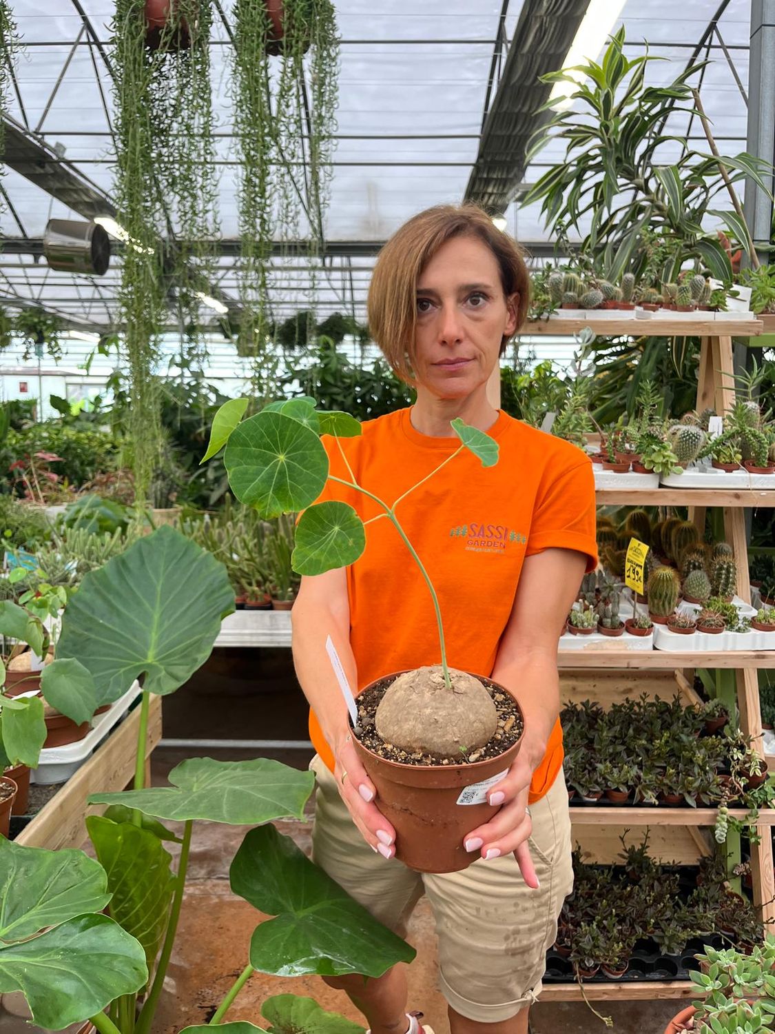 Stephania Erecta - vaso Ø14 cm esemplare