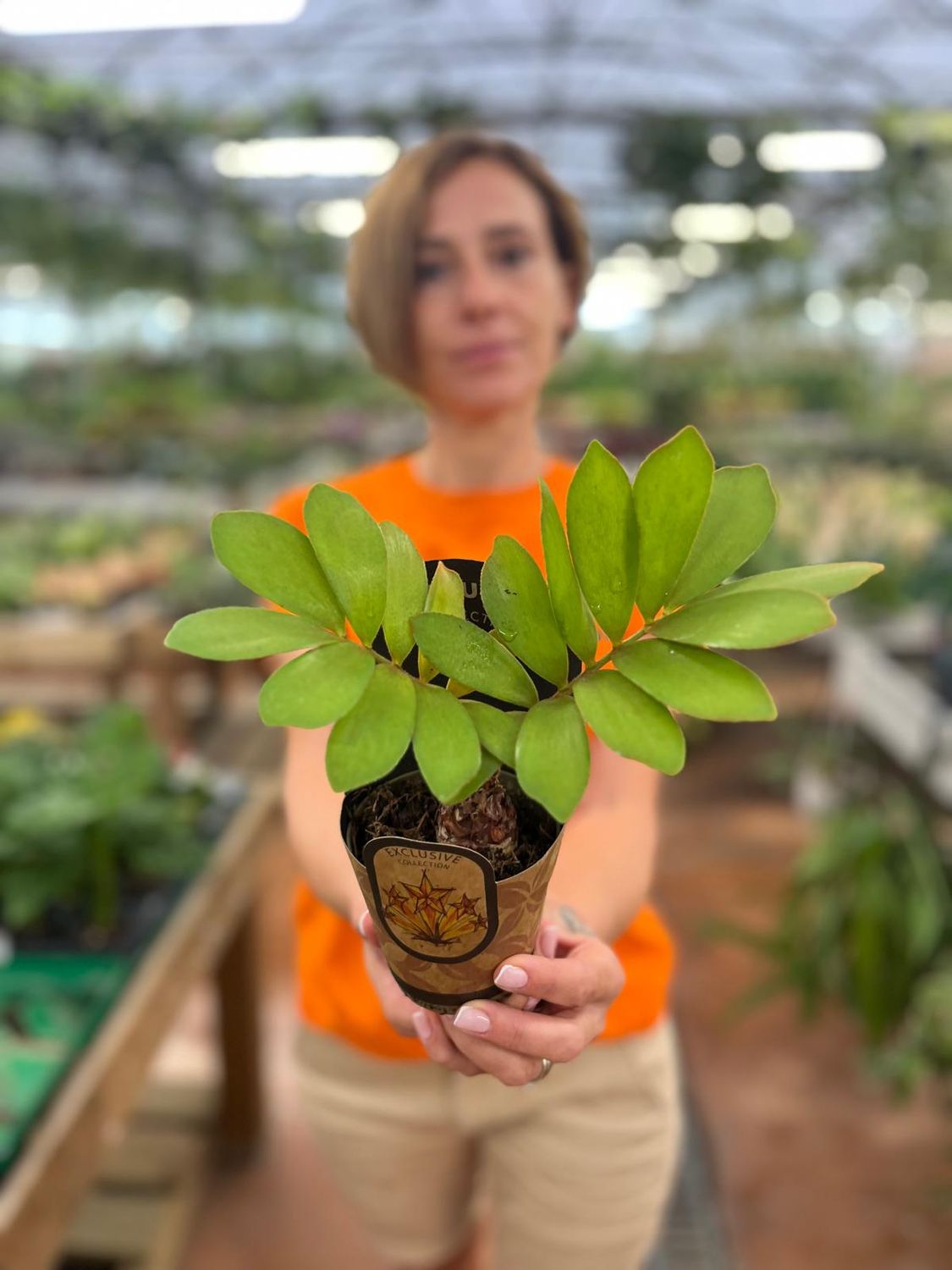 Zamia Furfuracea, zamia messicana - vaso Ø9 cm