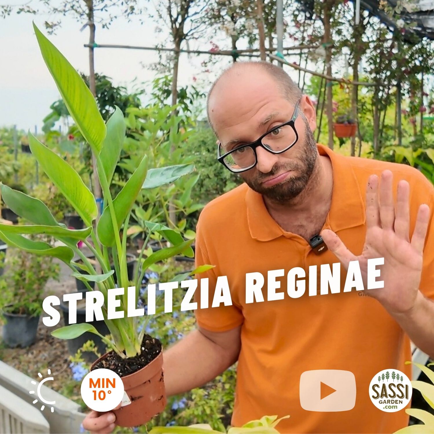 Strelitzia reginae, Strelizia, Uccello del paradiso - vaso Ø12 cm, h 40 cm