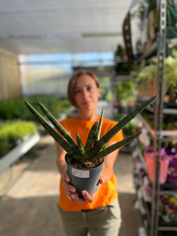 Sanseveria Cilindrica Handshake, Sansevieria cylindrica Handshake -  vaso Ø12 cm Sanseveria Cilindrica Handshake, Sansevieria cylindrica Handshake -  vaso Ø12 cm