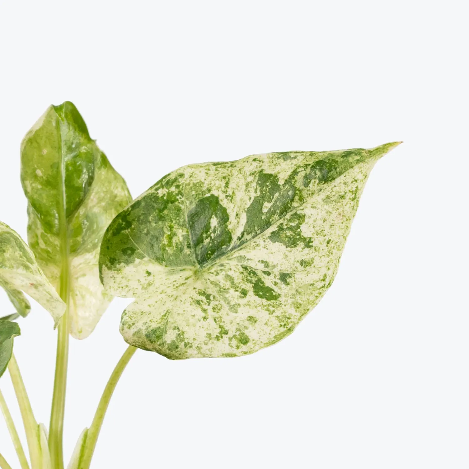 Alocasia macrorrhizos Camouflage - vaso Ø12 cm