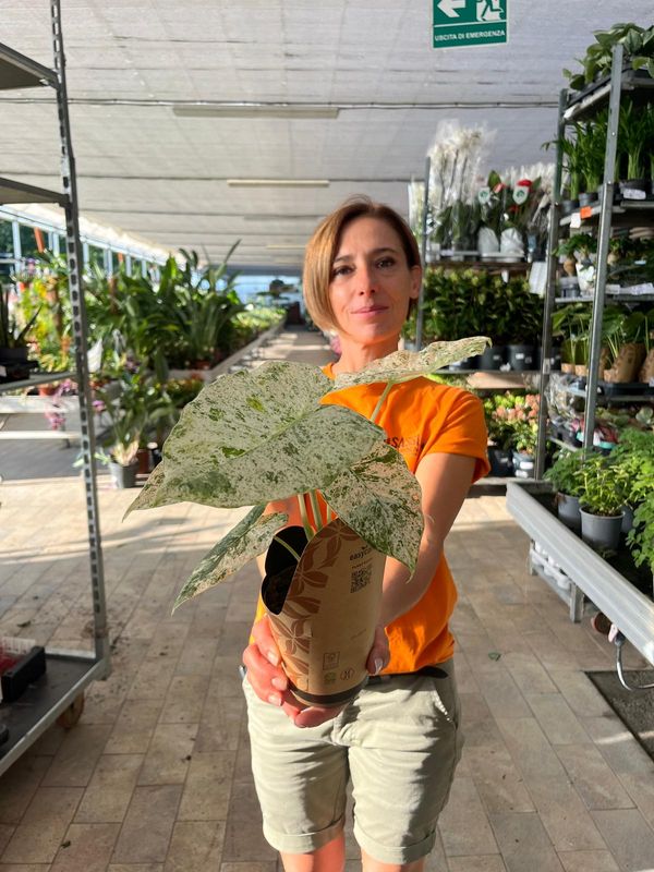 Alocasia macrorrhizos Camouflage - vaso Ø12 cm
