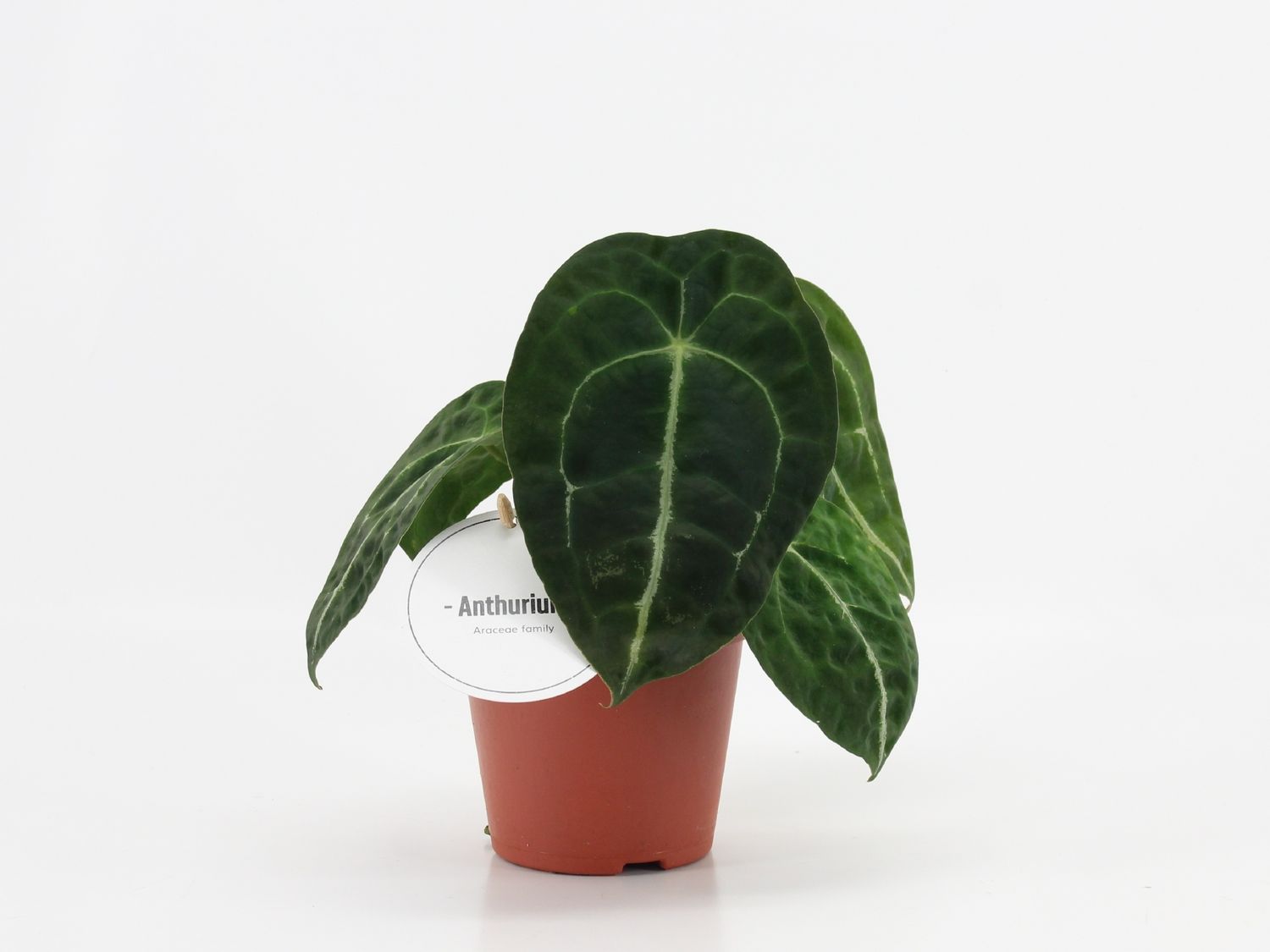 Anthurium Forgetii x Nigrolaminum - vaso Ø12 cm