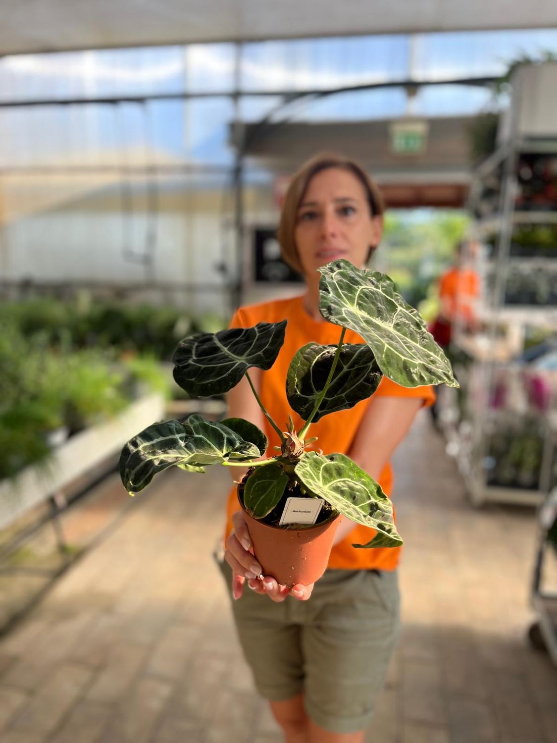 Anthurium Forgetii x Nigrolaminum - vaso Ø12 cm Anthurium Forgetii x Nigrolaminum - vaso Ø12 cm