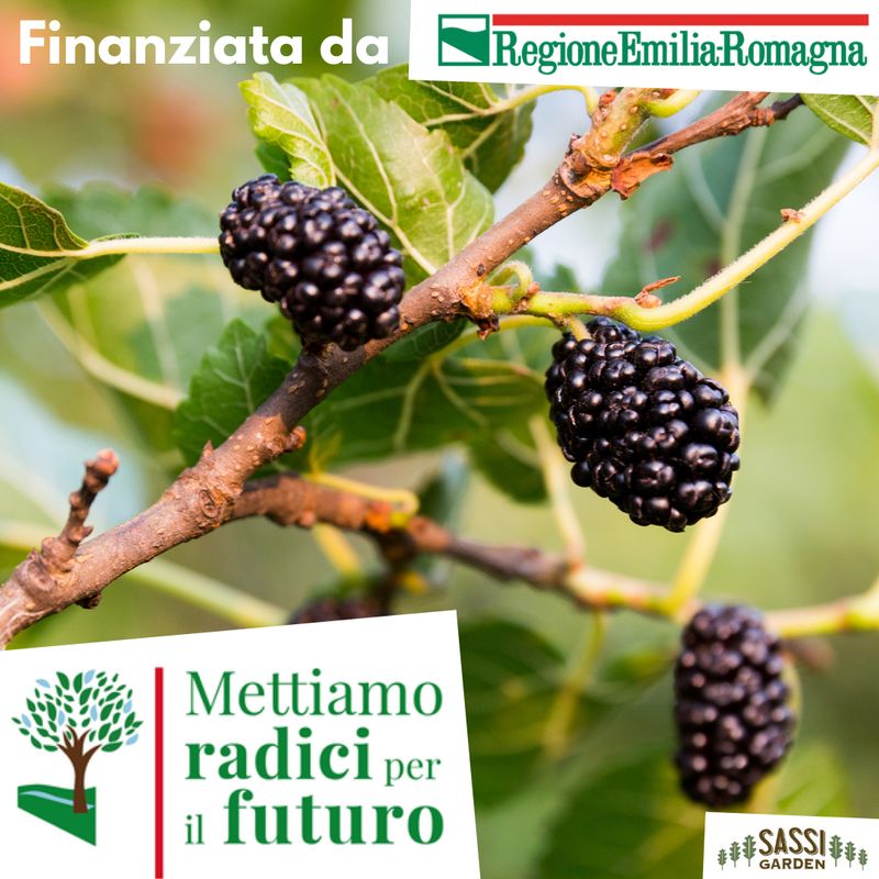 Morus Nigra, Gelso Nero/Moro Nero/Gelso della Regina -ALBERO IN VASO CF BASSO   40 cm