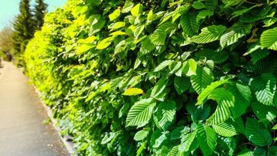 Piante per Siepi - Mettiamo Radici per il Futuro