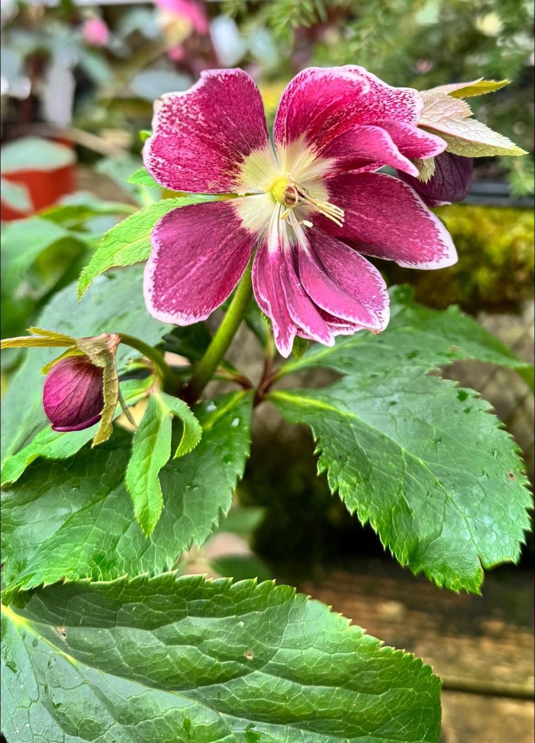 Helleboro, Helleborus orientalis &#39;Glamour purple flame&#39;, Elleboro, Rosa di Natale - vaso Ø18 cm