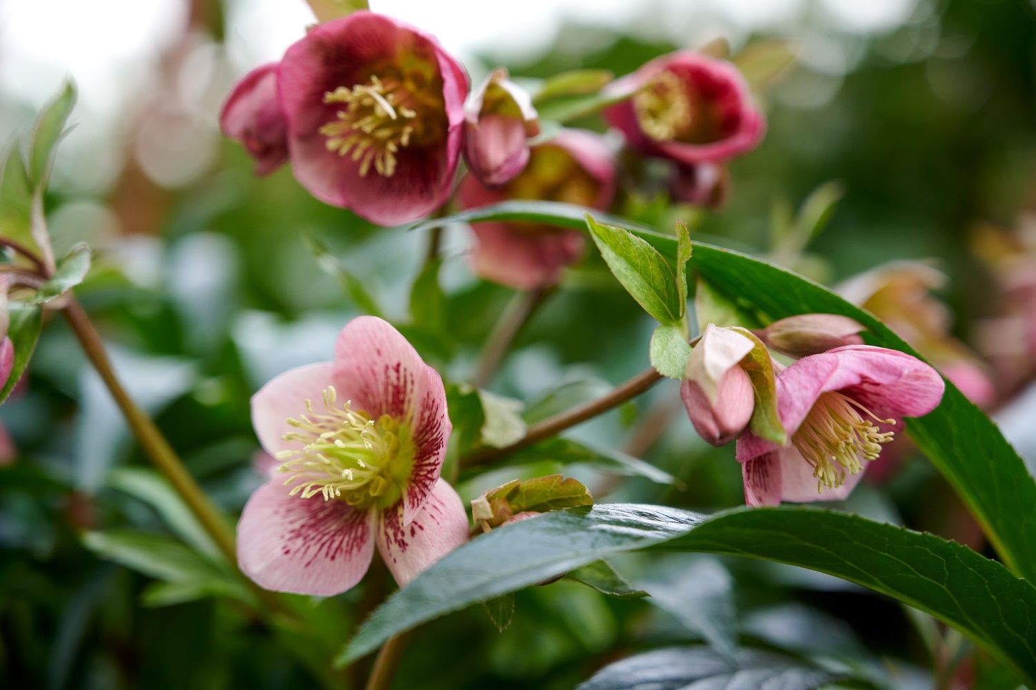 Helleboro, Helleborus niger &#39;Dacays Rose&#39;, Elleboro, Rosa di Natale - vaso Ø18 cm