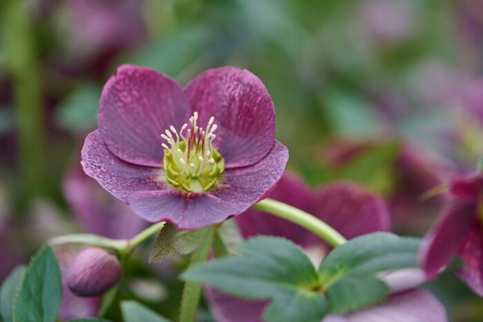 Helleboro, Helleborus orientalis &#39;Glamour Bijoux&#39;, Elleboro, Rosa di Natale - vaso Ø18 cm
