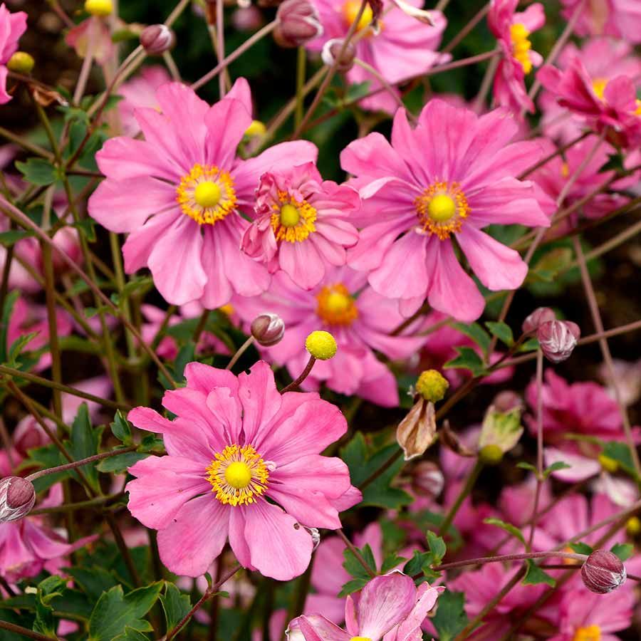 Anemone x Hybrida Harlequin Pastel - vaso Ø18 cm