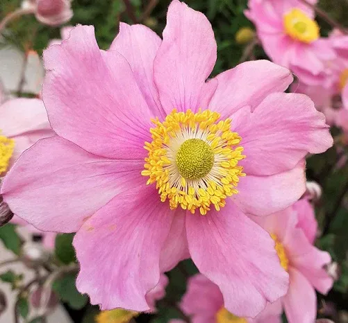 Anemone x Hybrida Serenade - vaso Ø18 cm Anemone x Hybrida Serenade - vaso Ø18 cm