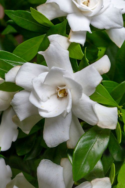 Gardenia jasminoides &#39;Fool Proof&#39; - vaso Ø18 cm