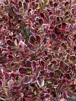 Coprosma repens &#39;Pacific Dawn&#39; - vaso Ø18 cm