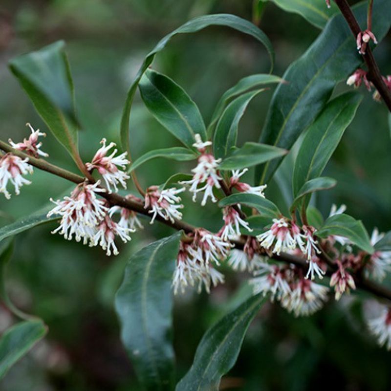 Sarcococca Hooker Winter Gem - vaso Ø18 cm