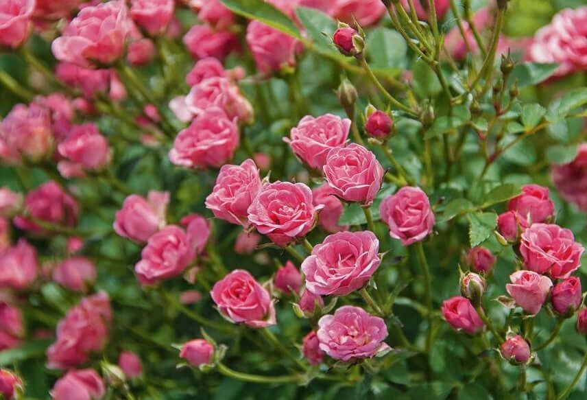 Rosa Lilly Rose - vaso Ø18 cm
