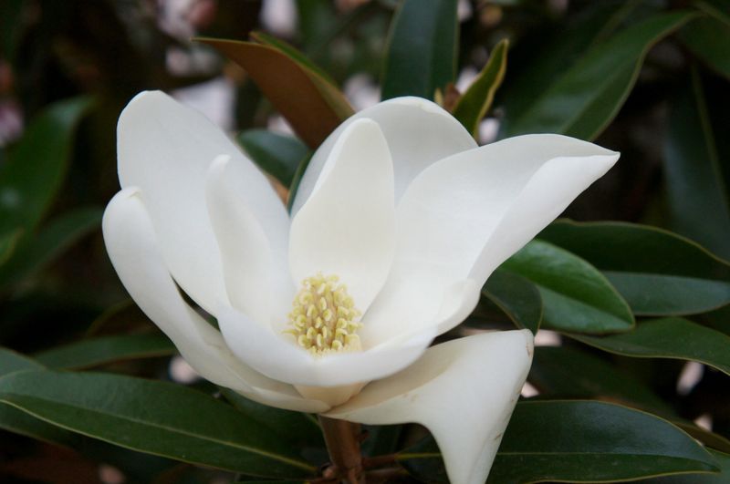 Magnolia Grandiflora &#39;Alta&#39; - vaso Ø24 cm