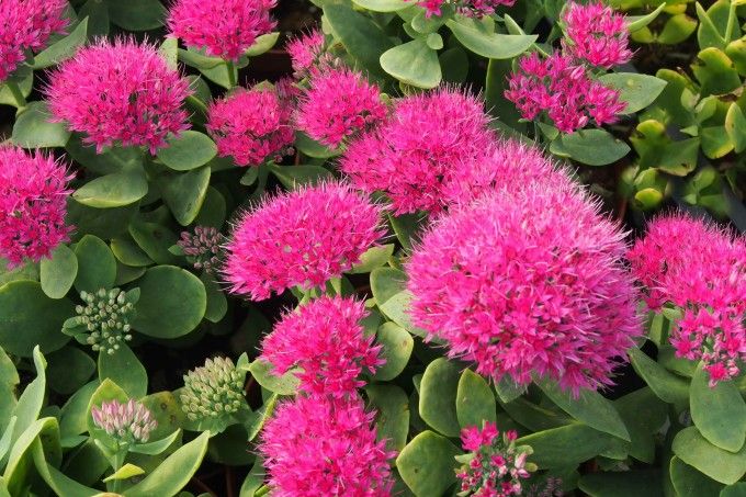 Sedum Spectabile Brillant - vaso Ø18 cm