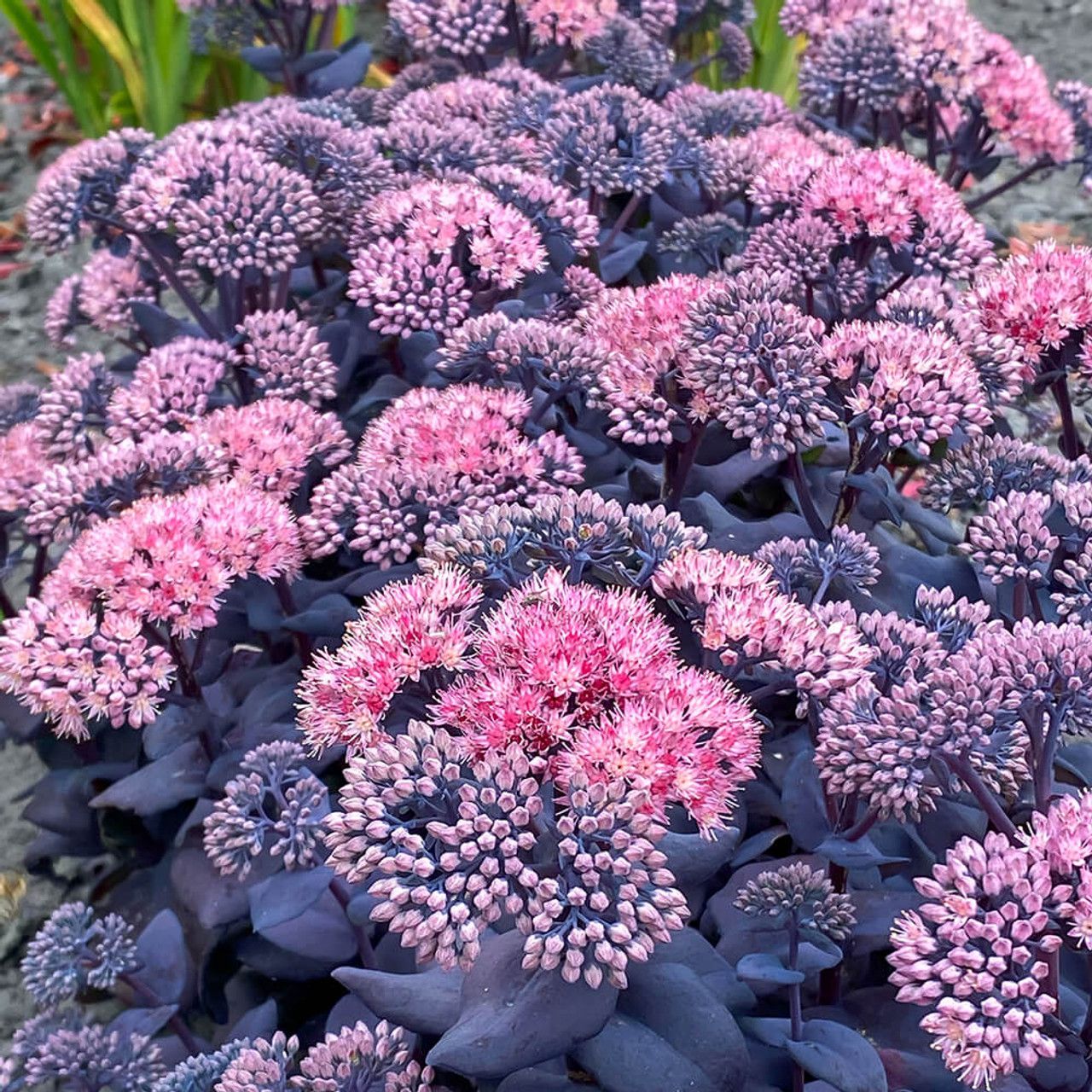 Sedum Mojave Jewel Sapphire - vaso Ø18 cm