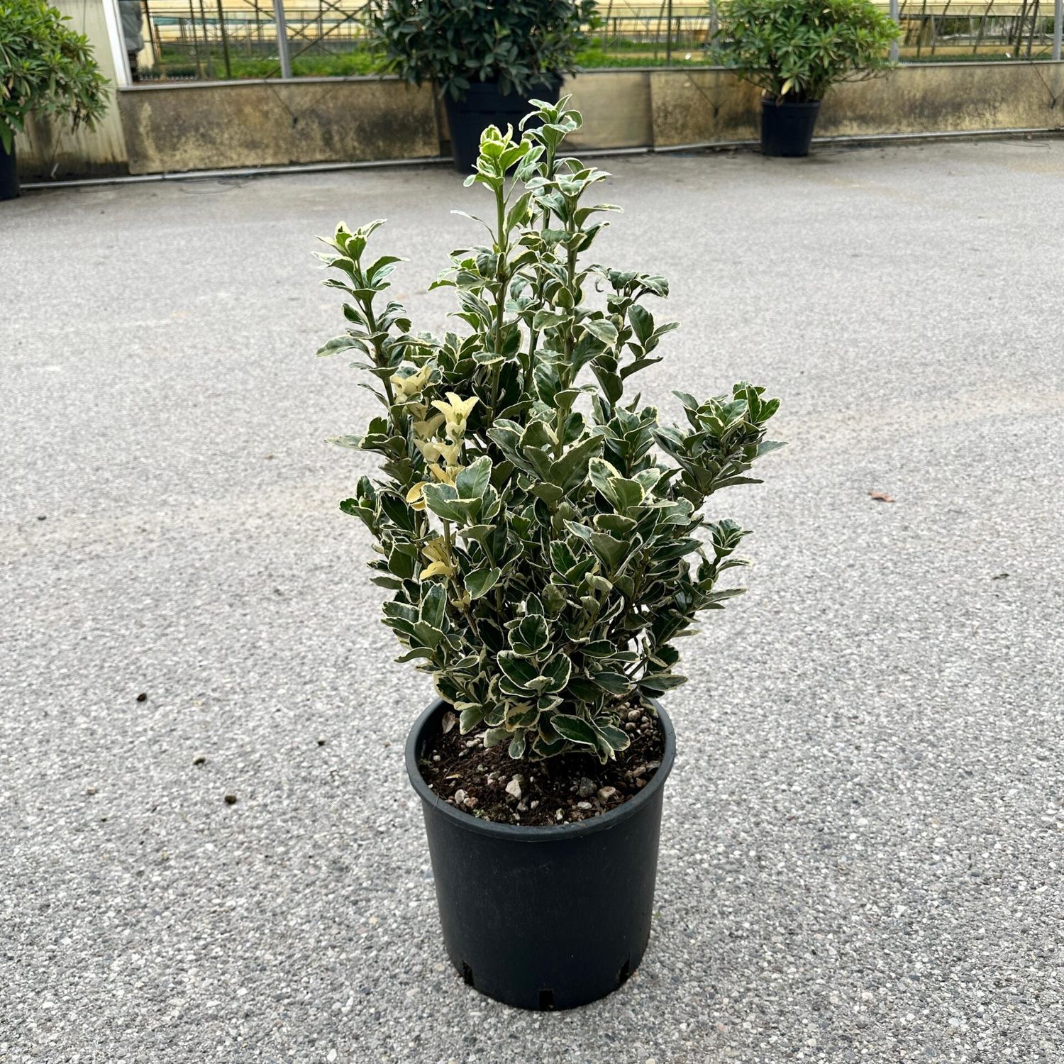 Euonymus japonicus &#39;Kathy&#39; - vaso Ø24 cm