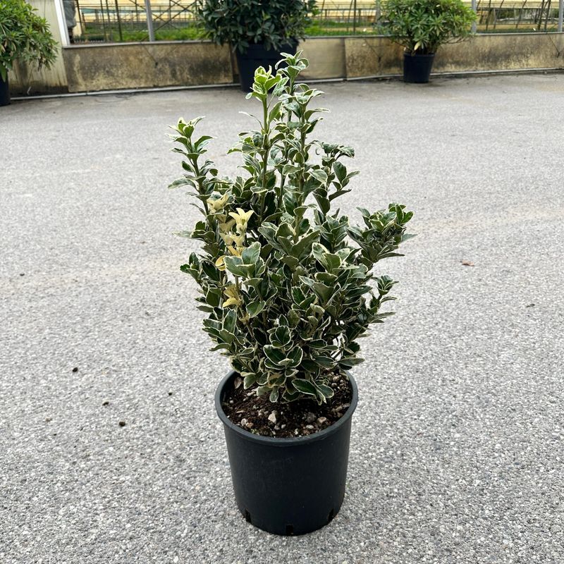 Euonymus japonicus &#39;Kathy&#39; - vaso Ø24 cm