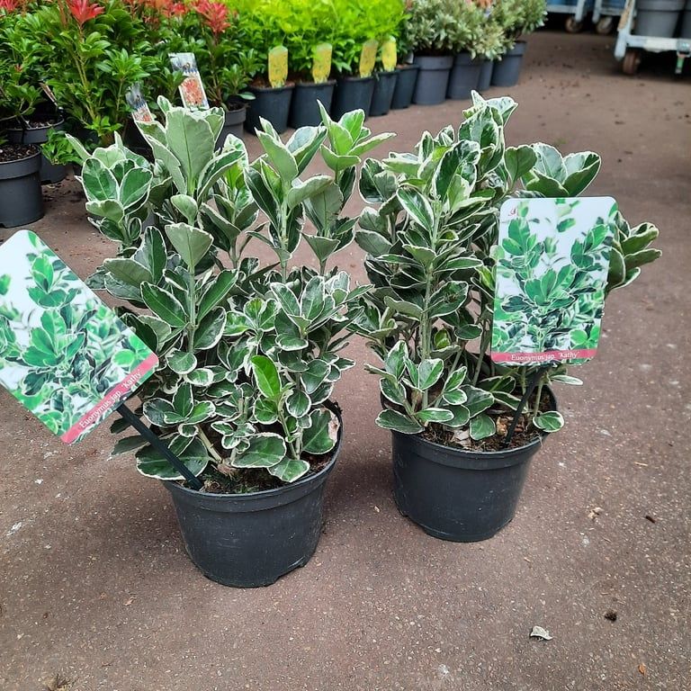 Euonymus japonicus &#39;Kathy&#39; - vaso Ø18 cm