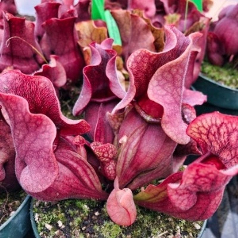 Sarracenia clementina, Pianta Carnivora, insettivora - vaso Ø12 cm
