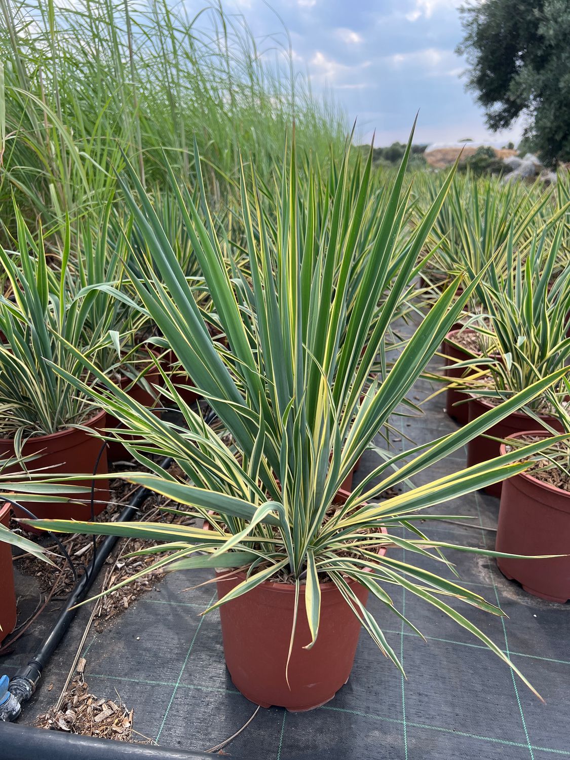 Yucca filamentosa &#39;Bright Edge&#39; - vaso Ø24cm