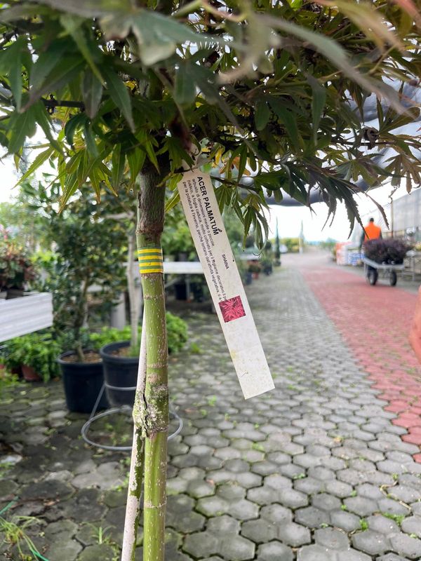 Acer palmatum 'Shaina' - vaso Ø26 cm