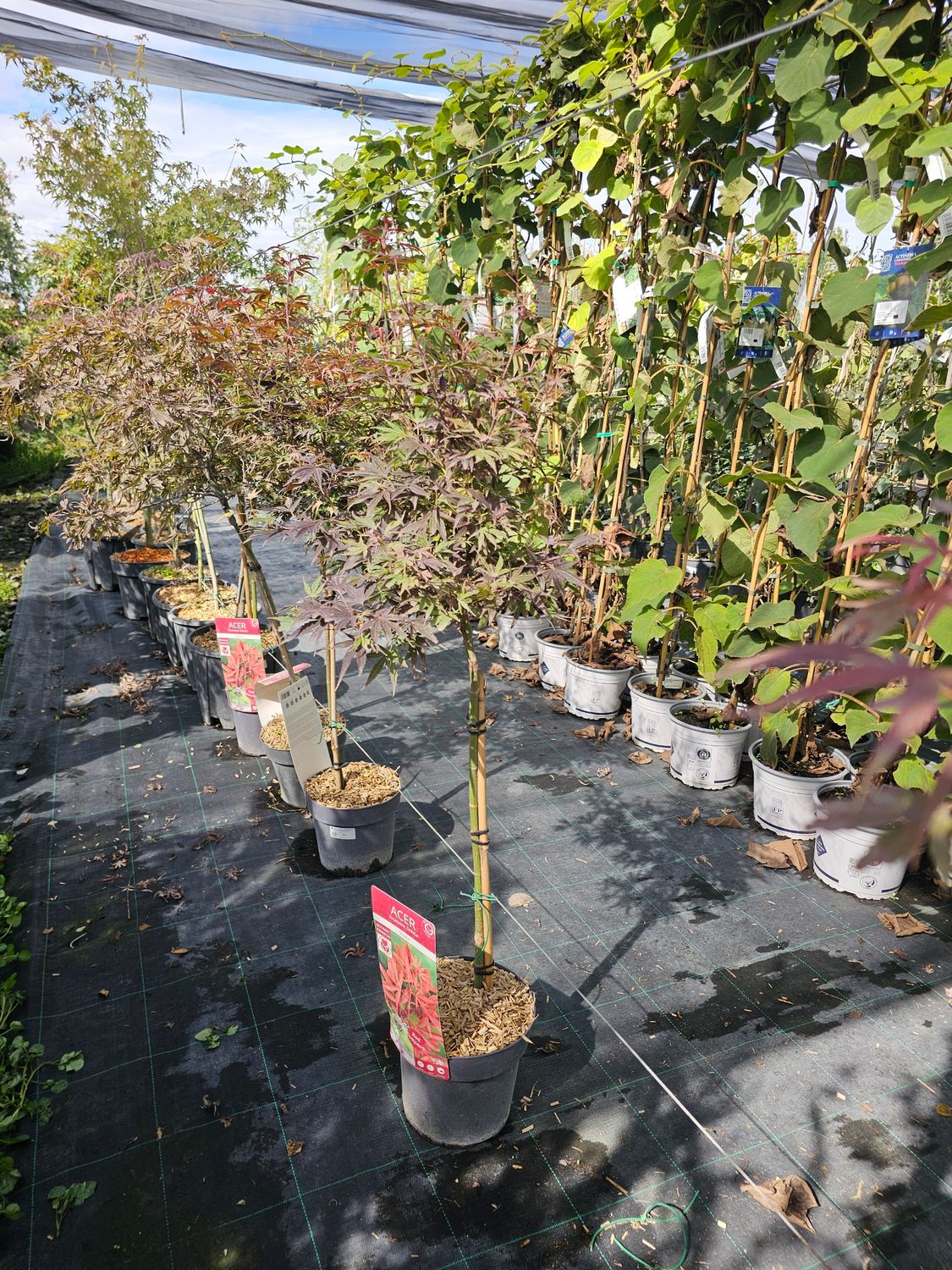 Acer palmatum &#39;Shaina&#39;, alberetto - vaso Ø19 cm